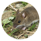 Rat Extermination Romford